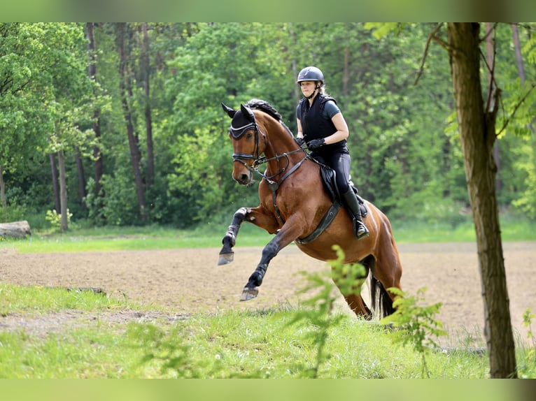 Hanovrien Hongre 12 Ans 175 cm Bai in Bochum