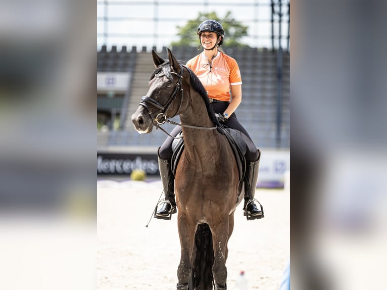 Hanovrien Hongre 12 Ans 175 cm Noir in Krefeld