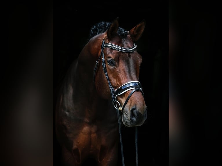 Hanovrien Hongre 12 Ans 176 cm Bai in Nordhorn