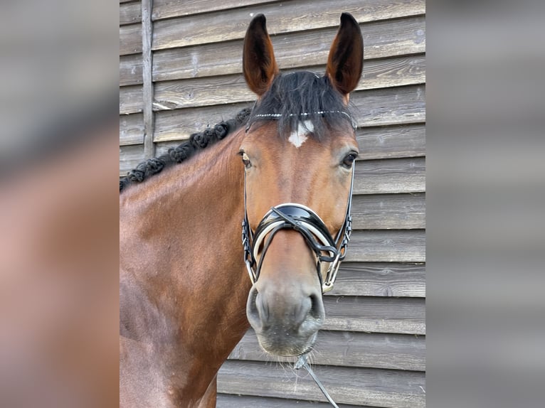 Hanovrien Hongre 12 Ans 178 cm Bai in Schwabmünchen