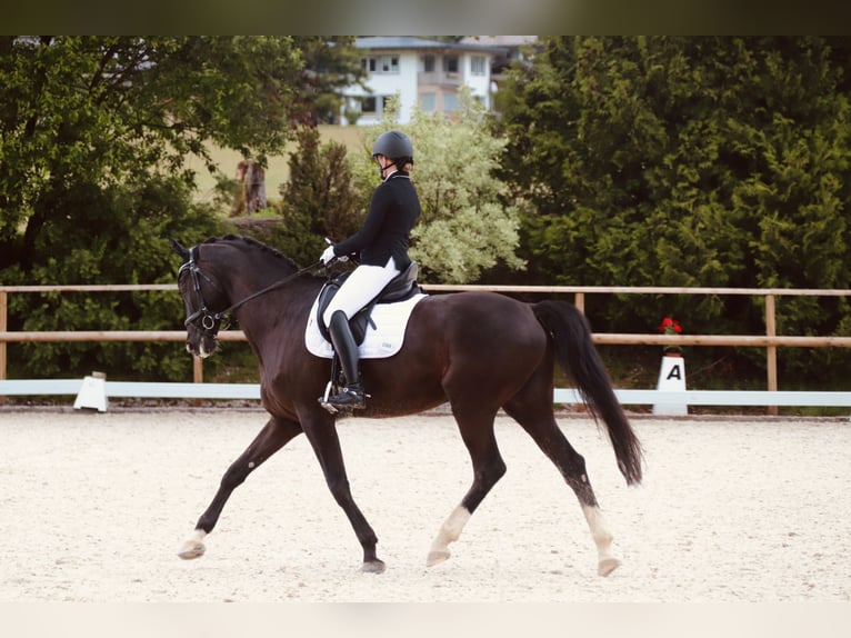 Hanovrien Hongre 12 Ans 178 cm Noir in Unterperfuss