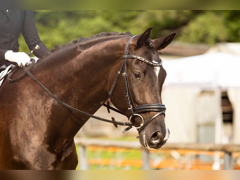 Hanovrien Hongre 12 Ans 178 cm Noir in Unterperfuss