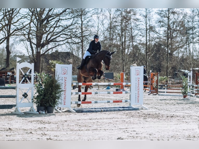 Hanovrien Hongre 12 Ans 179 cm Bai in Buxtehude