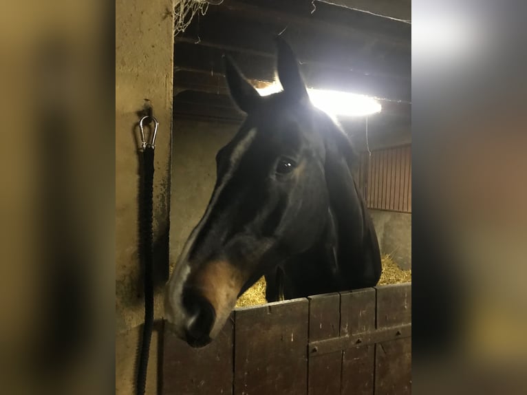 Hanovrien Hongre 12 Ans 182 cm Bai brun in lavernose lacasse