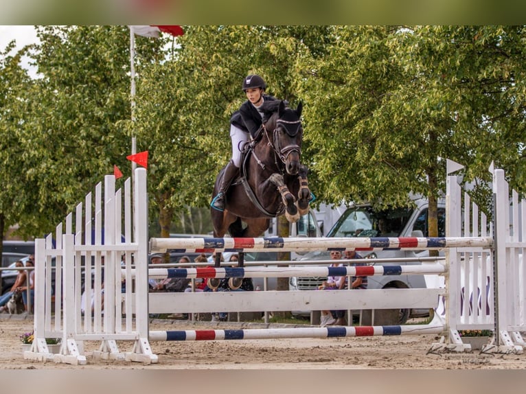 Hanovrien Hongre 12 Ans Bai brun in Biblis