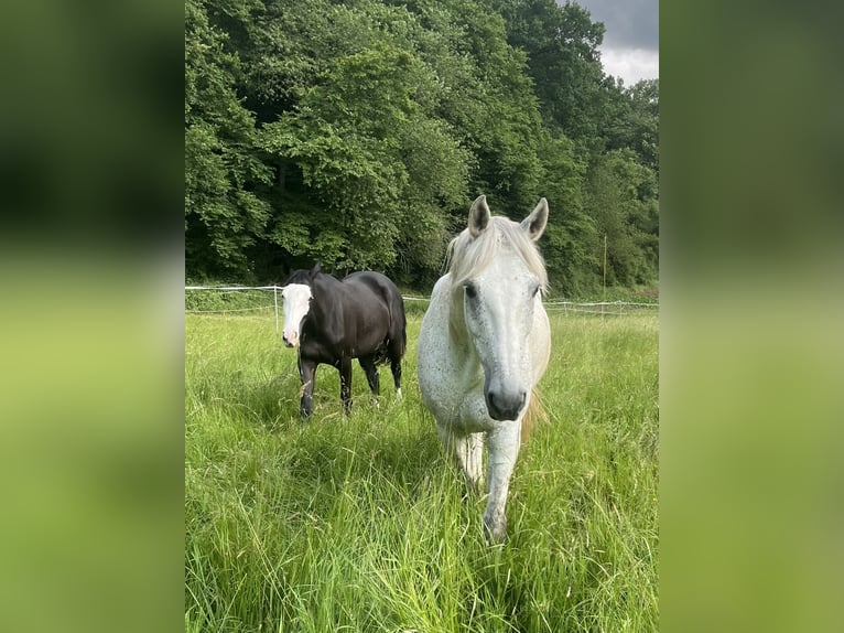 Hanovrien Hongre 13 Ans 160 cm Gris moucheté in Zeil am Main
