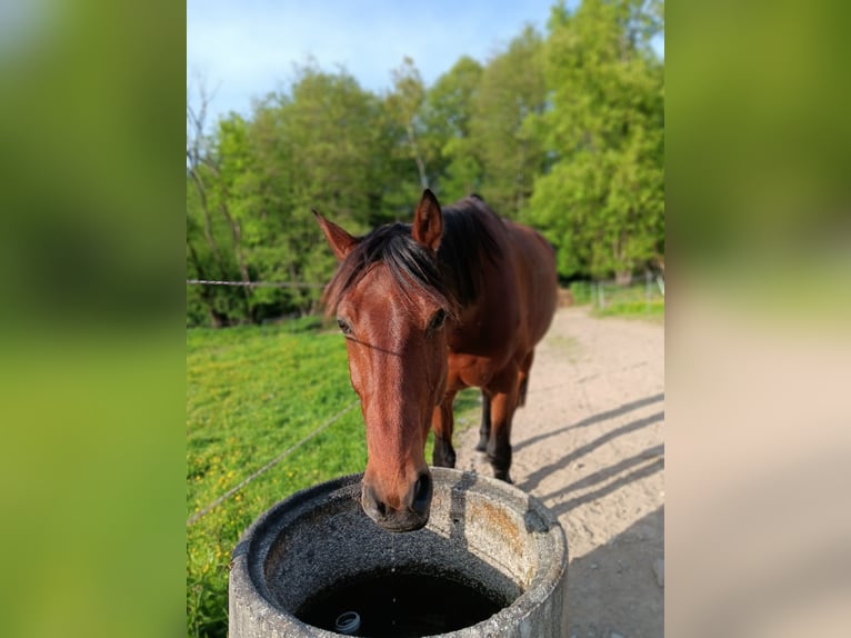 Hanovrien Hongre 13 Ans 164 cm Bai in Bad Kötzting