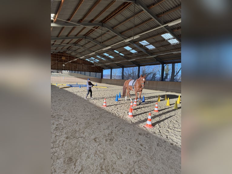 Hanovrien Hongre 13 Ans 165 cm Alezan in Oberwaltersdorf