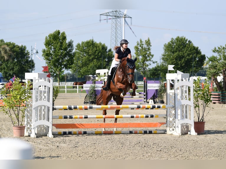 Hanovrien Hongre 13 Ans 165 cm Alezan in Oberwaltersdorf