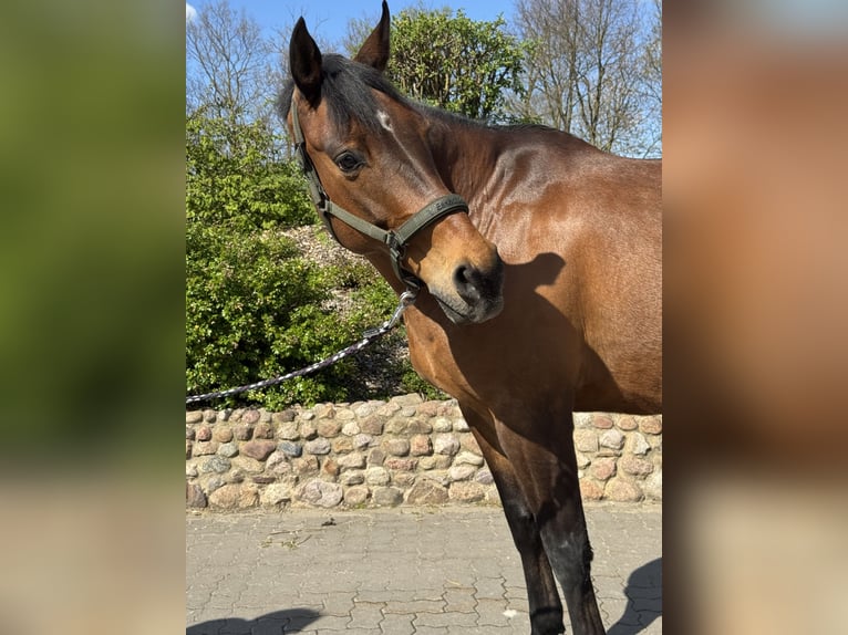 Hanovrien Hongre 13 Ans 165 cm Bai in Lehrte