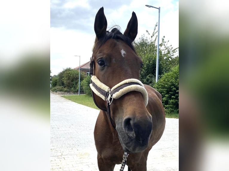 Hanovrien Hongre 13 Ans 165 cm Bai in Lehrte
