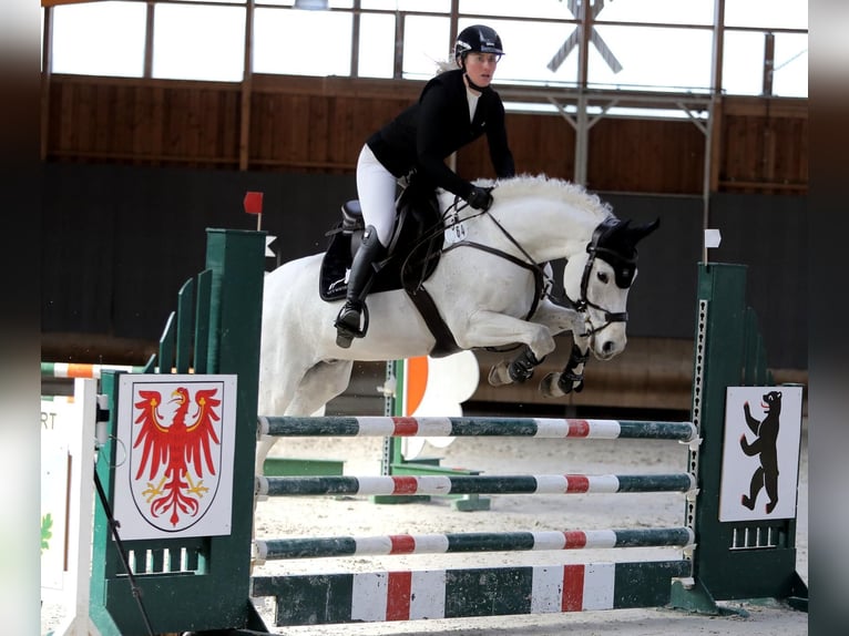 Hanovrien Hongre 13 Ans 166 cm Blanc in Wietstock- Ludwigsfelde