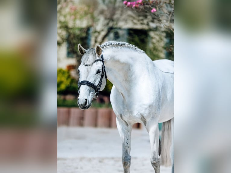 Hanovrien Hongre 13 Ans 166 cm Blanc in Wietstock- Ludwigsfelde