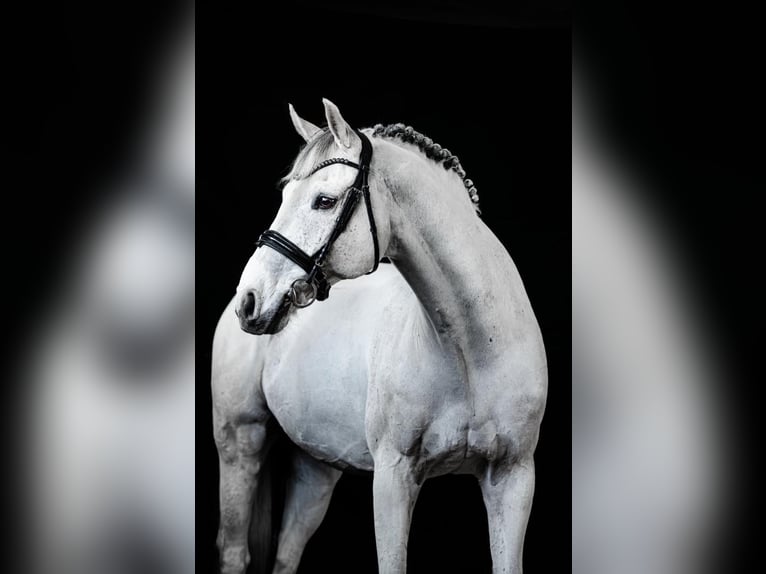 Hanovrien Hongre 13 Ans 166 cm Blanc in Wietstock- Ludwigsfelde