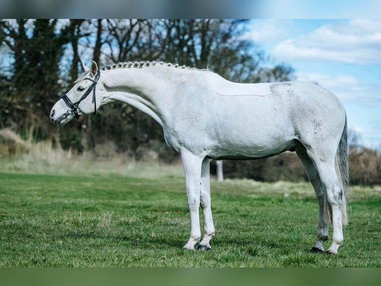 Hanovrien Hongre 13 Ans 166 cm Blanc in Wietstock- Ludwigsfelde