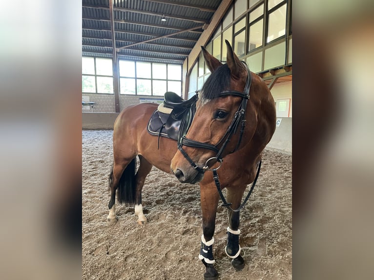 Hanovrien Hongre 13 Ans 167 cm Bai in Kamen