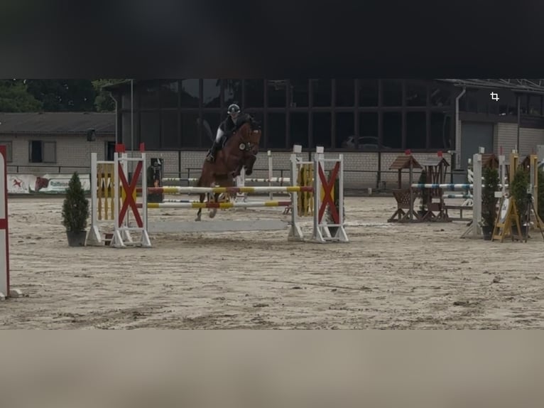 Hanovrien Hongre 13 Ans 167 cm Bai in Kamen