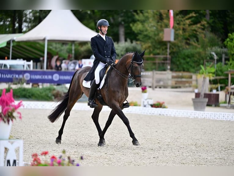 Hanovrien Hongre 13 Ans 168 cm Bai brun in SAUMUR