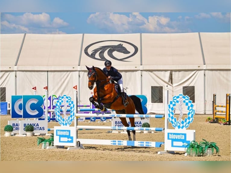 Hanovrien Hongre 13 Ans 168 cm Bai cerise in 036 01