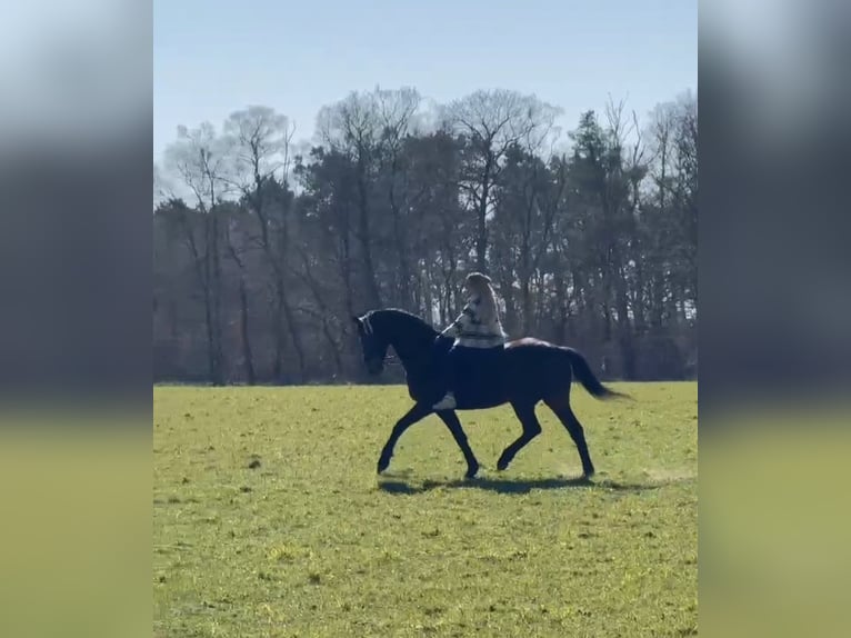 Hanovrien Hongre 13 Ans 168 cm Bai in Dinslaken