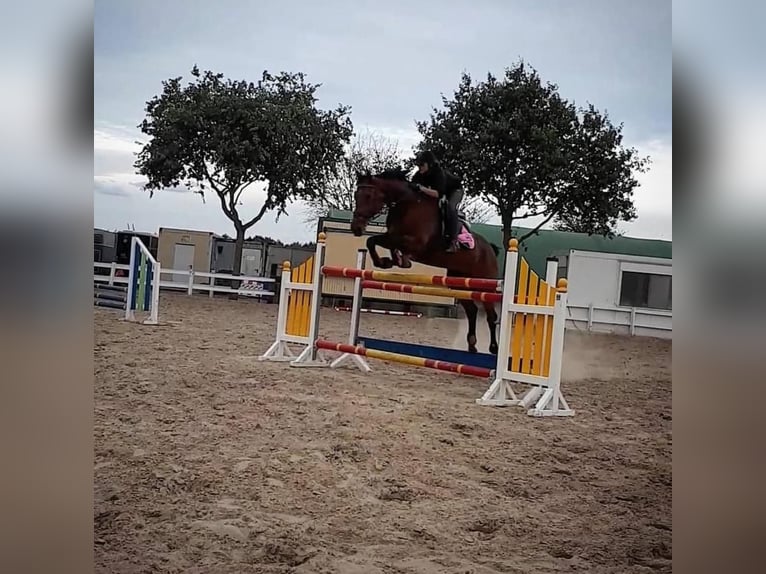 Hanovrien Hongre 13 Ans 168 cm Bai in Dinslaken