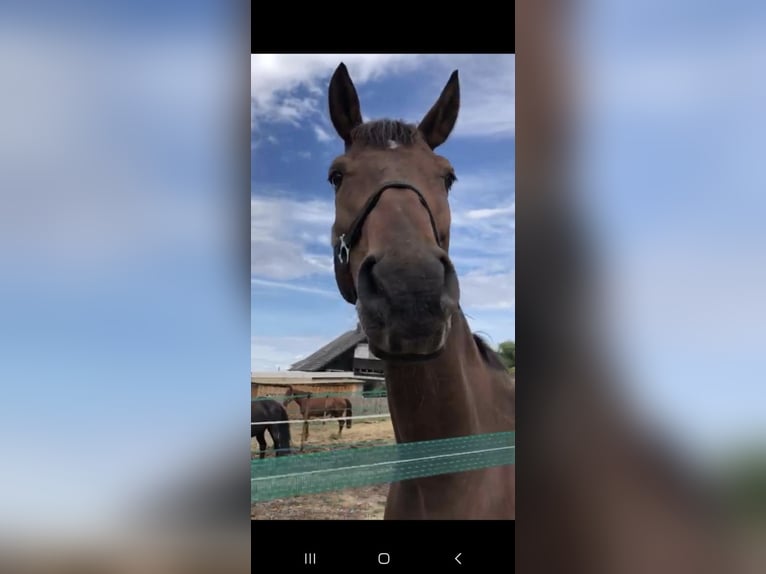 Hanovrien Hongre 13 Ans 168 cm Bai in Dinslaken