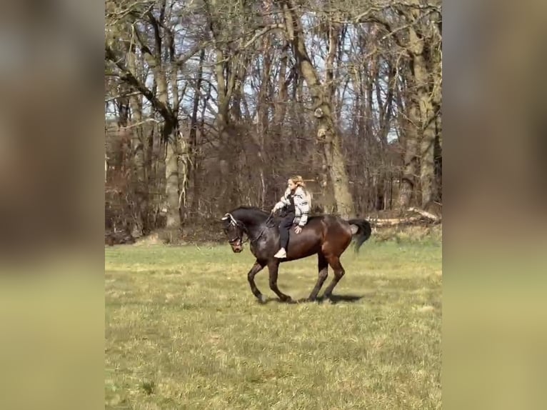 Hanovrien Hongre 13 Ans 168 cm Bai in Dinslaken