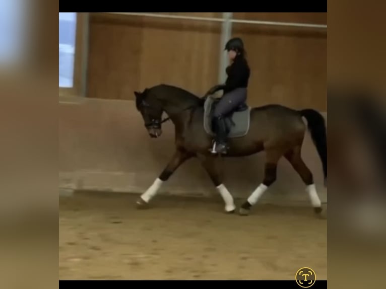 Hanovrien Hongre 13 Ans 168 cm Bai in Dinslaken