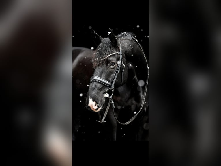 Hanovrien Hongre 13 Ans 168 cm Noir in Hemmoor