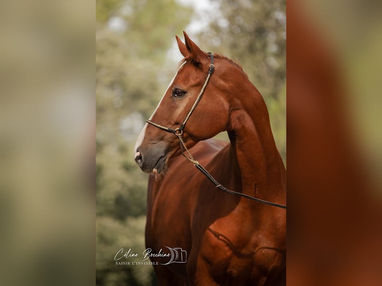 Hanovrien Hongre 13 Ans 170 cm Alezan in Peyrolles-en-Provence