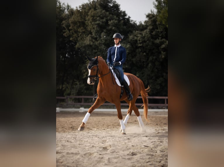 Hanovrien Hongre 13 Ans 170 cm Alezan in Peyrolles-en-Provence