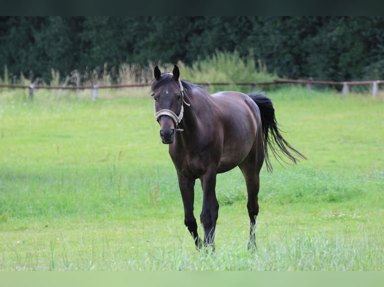 Hanovrien Hongre 13 Ans 170 cm Bai brun in Barver