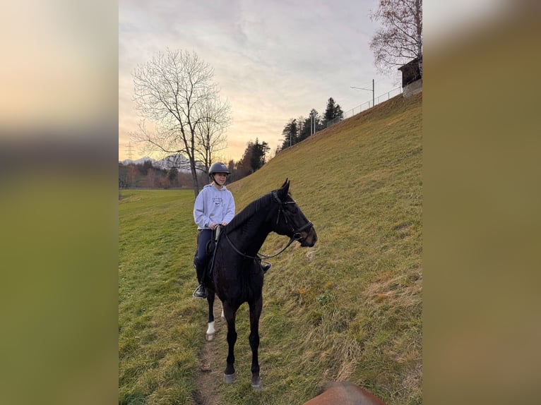 Hanovrien Hongre 13 Ans 170 cm Bai brun in Volders