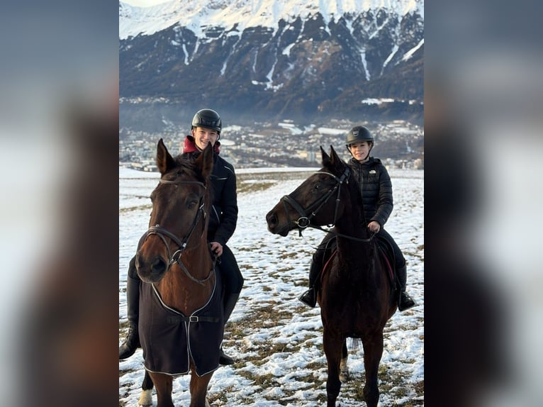 Hanovrien Hongre 13 Ans 170 cm Bai brun in Volders