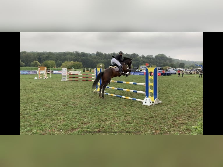 Hanovrien Hongre 13 Ans 170 cm Bai in Rühen