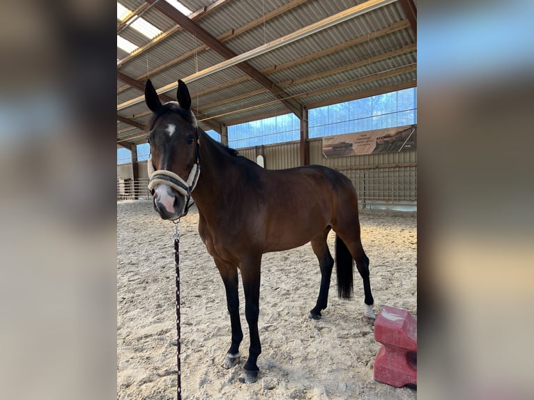 Hanovrien Hongre 13 Ans 170 cm Bai in Rühen