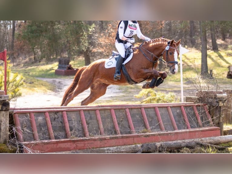 Hanovrien Hongre 13 Ans 172 cm Alezan in Hamburg Allerm&#xF6;he