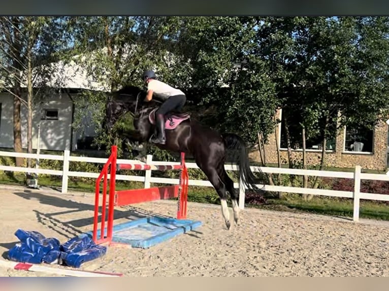 Hanovrien Hongre 13 Ans 172 cm Noir in Grodzisk Mazowiecki