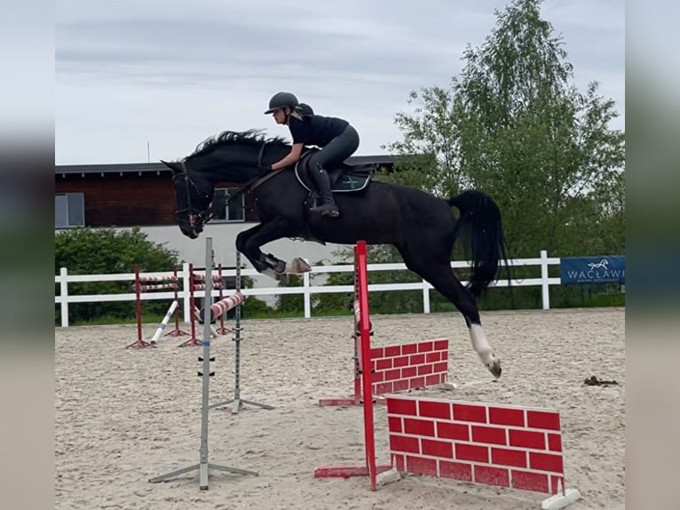 Hanovrien Hongre 13 Ans 172 cm Noir in Grodzisk Mazowiecki