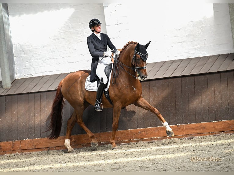 Hanovrien Hongre 13 Ans 173 cm Alezan in Vechta