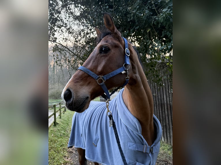 Hanovrien Hongre 13 Ans 173 cm Bai in Heiligenhaus