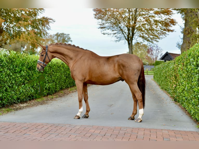 Hanovrien Hongre 13 Ans 173 cm in Vechta