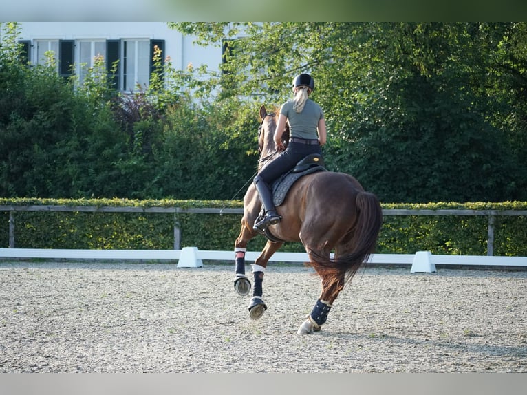 Hanovrien Hongre 13 Ans 174 cm Alezan brûlé in Gilching