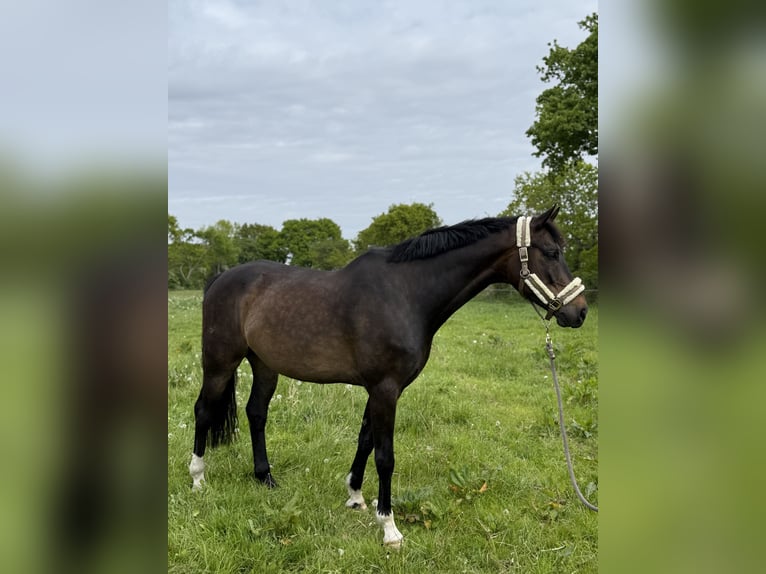 Hanovrien Hongre 13 Ans 174 cm Bai brun foncé in CuxhavenCuxhaven