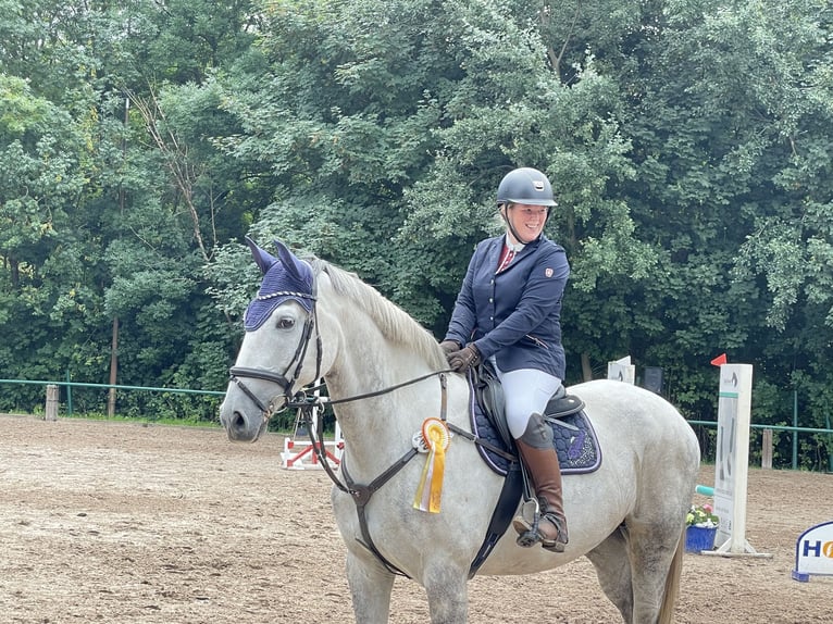 Hanovrien Hongre 13 Ans 174 cm Gris in Müden (Aller)