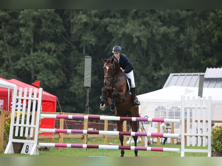 Hanovrien Hongre 13 Ans 175 cm Bai brun in G&#xF6;denstorf