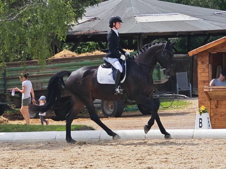 Hanovrien Hongre 13 Ans 175 cm  in Baden bei Wien