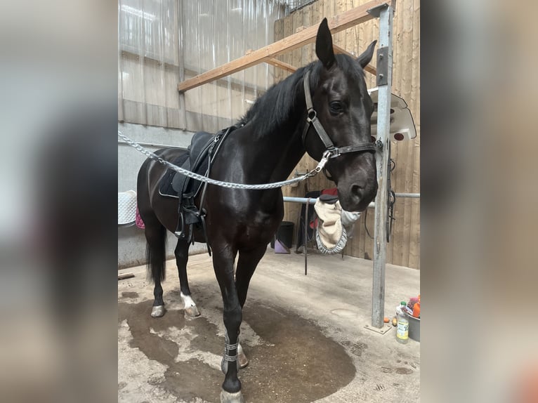 Hanovrien Hongre 13 Ans 175 cm Noir in Stattmatten