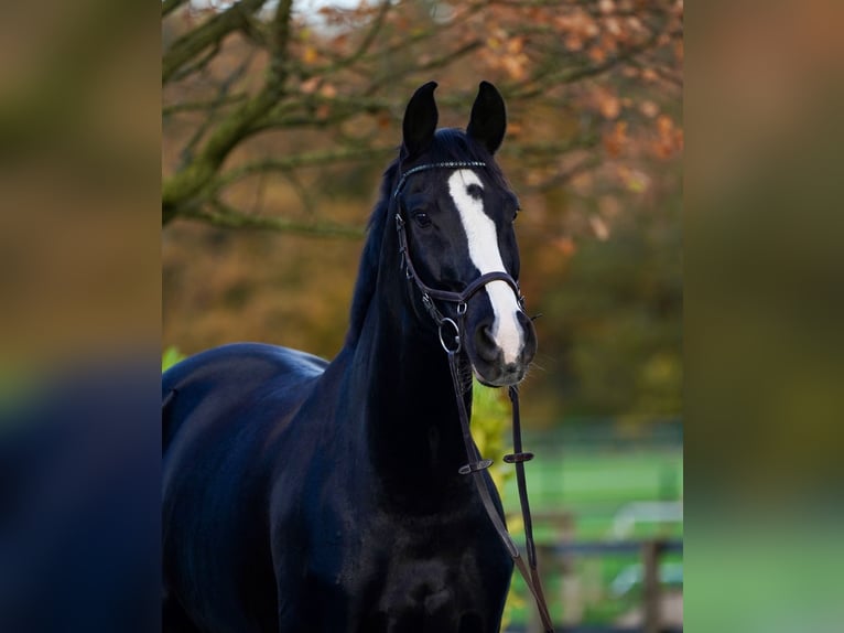 Hanovrien Hongre 13 Ans 176 cm Noir in Rietberg