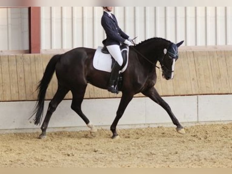 Hanovrien Hongre 13 Ans 176 cm Noir in Rietberg